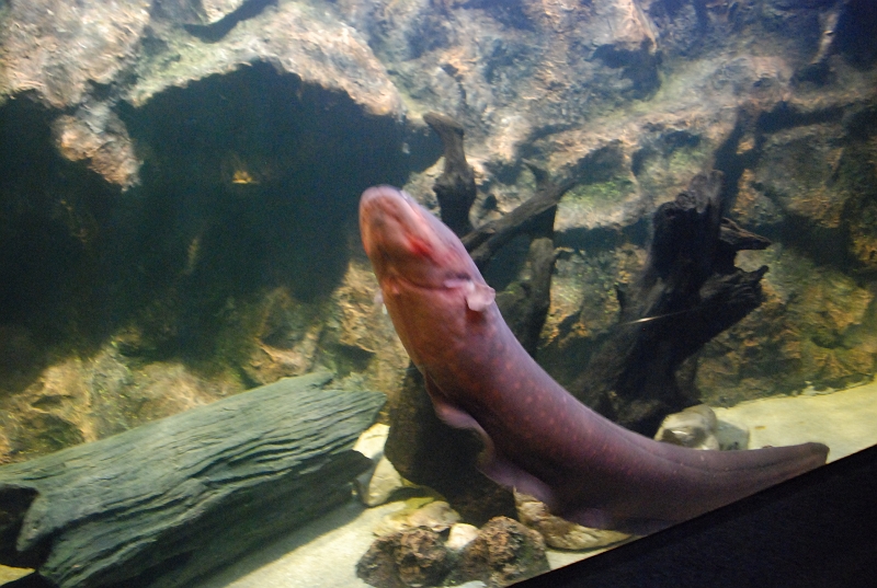 DSC_4668.JPG