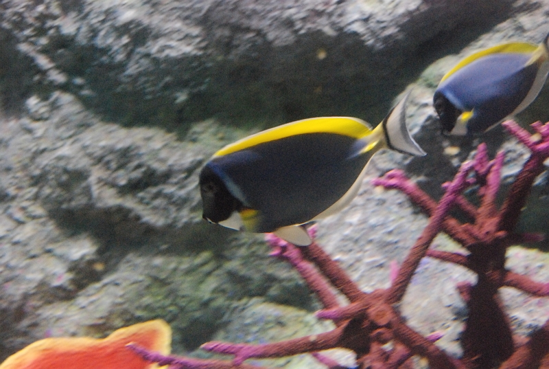 DSC_4688.JPG