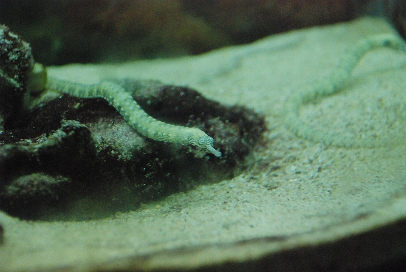 DSC_4693.JPG
