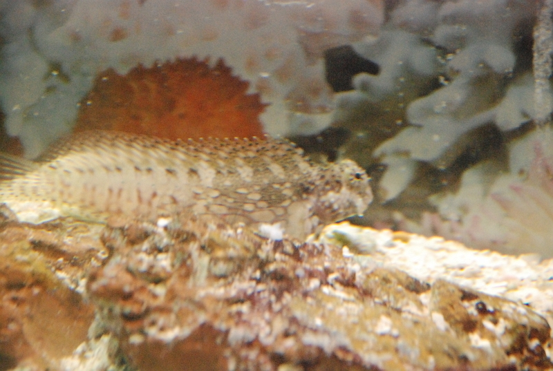 DSC_4695.JPG