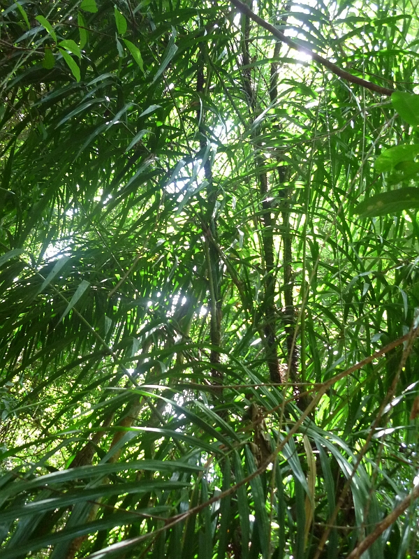 P1040023.jpg