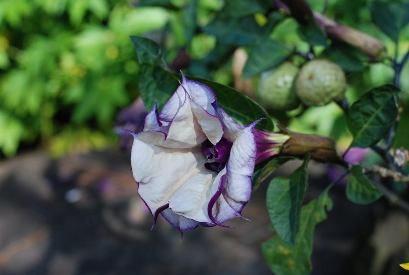 DSC_0174.JPG