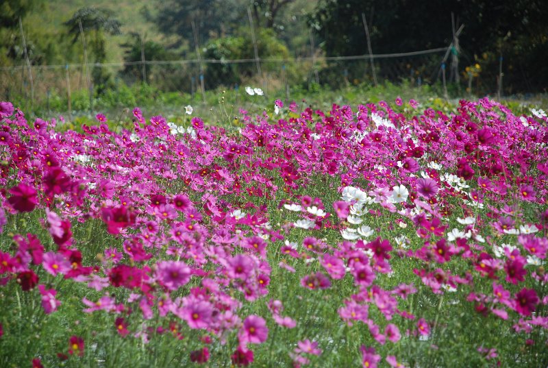 DSC_0224.JPG