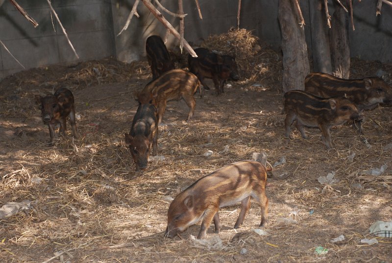 DSC_0988.JPG