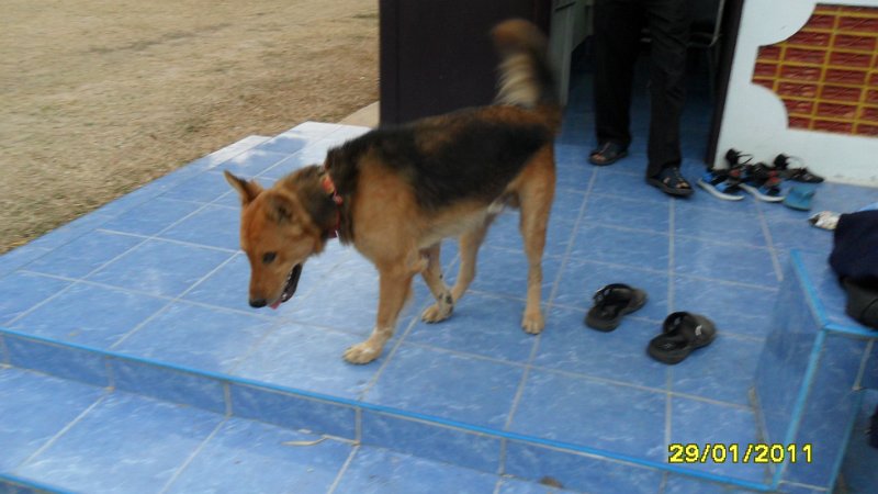 SAM_0735.JPG