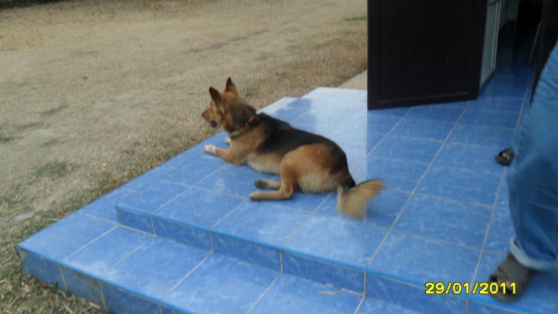 SAM_0736.JPG