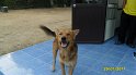 SAM_0733
