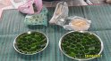 SAM_2032