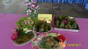 SAM_2149